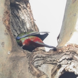 Platycercus elegans at Belconnen, ACT - 3 Sep 2022