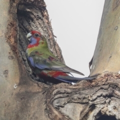 Platycercus elegans at Belconnen, ACT - 3 Sep 2022