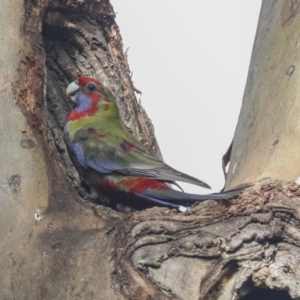 Platycercus elegans at Belconnen, ACT - 3 Sep 2022