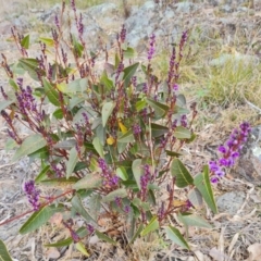 Hardenbergia violacea (False Sarsaparilla) at Isaacs Ridge - 4 Sep 2022 by Mike