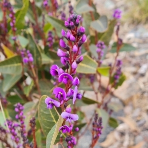 Hardenbergia violacea at Isaacs, ACT - 4 Sep 2022