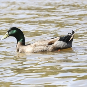 Anas platyrhynchos at Belconnen, ACT - 3 Sep 2022