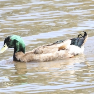 Anas platyrhynchos at Belconnen, ACT - 3 Sep 2022