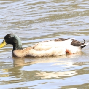 Anas platyrhynchos at Belconnen, ACT - 3 Sep 2022