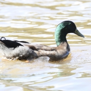 Anas platyrhynchos at Belconnen, ACT - 3 Sep 2022