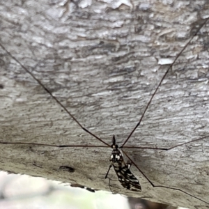 Ischnotoma (Ischnotoma) eburnea at Jerrabomberra, ACT - 4 Sep 2022