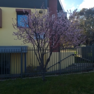 Prunus cerasifera at Wanniassa, ACT - 4 Sep 2022