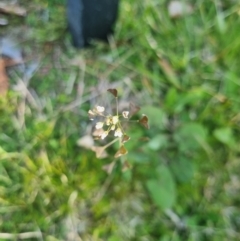 Capsella bursa-pastoris at Wanniassa, ACT - 4 Sep 2022