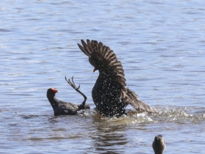 Gallinula tenebrosa (Dusky Moorhen) at Belconnen, ACT - 3 Sep 2022 by AlisonMilton