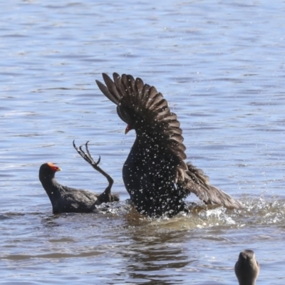 Gallinula tenebrosa (Dusky Moorhen) at Belconnen, ACT - 3 Sep 2022 by AlisonMilton