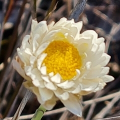 Leucochrysum albicans subsp. tricolor (Hoary Sunray) at Wanniassa Hill - 4 Sep 2022 by Mike