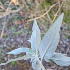 Buddleja davidii (Buddleja, Buddleia, Butterfly Bush) at Jerrabomberra, ACT - 4 Sep 2022 by Mike