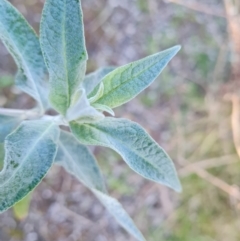 Buddleja davidii at Jerrabomberra, ACT - 4 Sep 2022