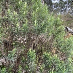 Cassinia longifolia at Aranda, ACT - 18 Aug 2022 10:07 AM