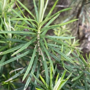 Cassinia longifolia at Aranda, ACT - 18 Aug 2022 10:07 AM