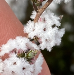 Styphelia attenuata at Aranda, ACT - 18 Aug 2022