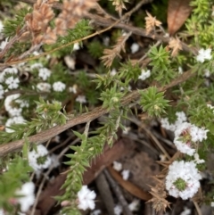 Styphelia attenuata at Aranda, ACT - 18 Aug 2022