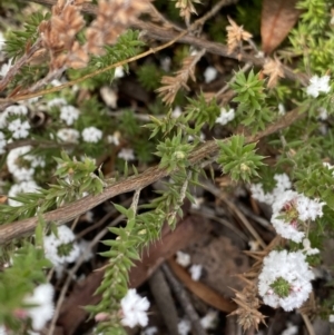 Styphelia attenuata at Aranda, ACT - 18 Aug 2022