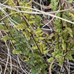 Cheilanthes sieberi (Rock Fern) at Aranda, ACT - 18 Aug 2022 by Ned_Johnston