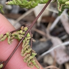 Cheilanthes sieberi at Aranda, ACT - 18 Aug 2022