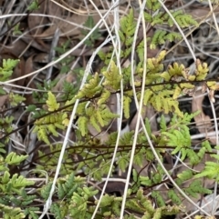 Cheilanthes sieberi at Aranda, ACT - 18 Aug 2022