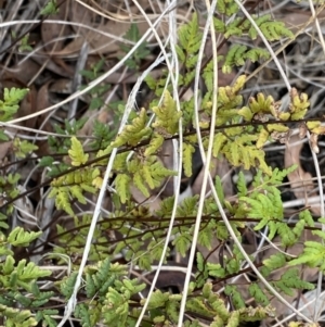 Cheilanthes sieberi at Aranda, ACT - 18 Aug 2022