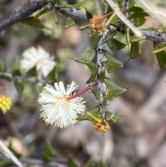 Acacia gunnii (Ploughshare Wattle) at Aranda, ACT - 18 Aug 2022 by NedJohnston