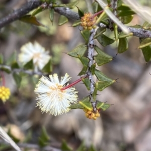 Acacia gunnii at Aranda, ACT - 18 Aug 2022