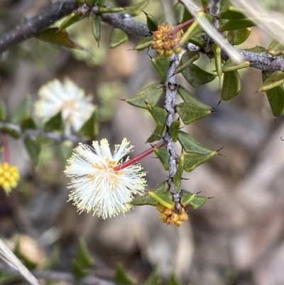 Acacia gunnii (Ploughshare Wattle) at Aranda, ACT - 17 Aug 2022 by Ned_Johnston