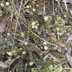 Acacia gunnii at Aranda, ACT - 18 Aug 2022