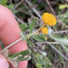 Chrysocephalum apiculatum (Common Everlasting) at Aranda, ACT - 17 Aug 2022 by Ned_Johnston