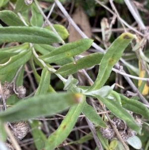 Chrysocephalum apiculatum at Aranda, ACT - 18 Aug 2022