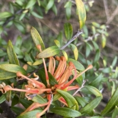 Grevillea (genus) (Grevillea) at Aranda, ACT - 18 Aug 2022 by NedJohnston