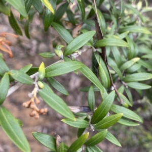 Grevillea sp. at Aranda, ACT - 18 Aug 2022