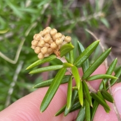 Grevillea sp. (Grevillea) at Aranda, ACT - 17 Aug 2022 by Ned_Johnston