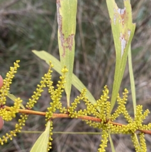 Acacia longifolia subsp. longifolia at Aranda, ACT - 18 Aug 2022 09:34 AM