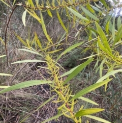 Acacia longifolia subsp. longifolia at Aranda, ACT - 18 Aug 2022 09:34 AM