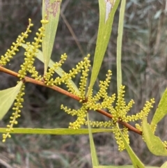 Acacia longifolia subsp. longifolia at Aranda, ACT - 18 Aug 2022 09:34 AM