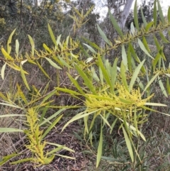 Acacia longifolia subsp. longifolia at Aranda, ACT - 18 Aug 2022 09:34 AM