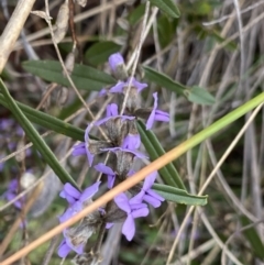 Hovea heterophylla (Common Hovea) at Aranda, ACT - 17 Aug 2022 by Ned_Johnston