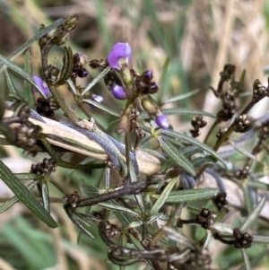 Glycine clandestina at Aranda, ACT - 18 Aug 2022 09:28 AM