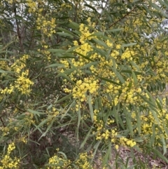 Acacia rubida (Red-stemmed Wattle, Red-leaved Wattle) at Aranda, ACT - 17 Aug 2022 by Ned_Johnston