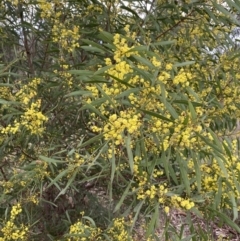 Acacia rubida (Red-stemmed Wattle, Red-leaved Wattle) at Aranda, ACT - 18 Aug 2022 by NedJohnston