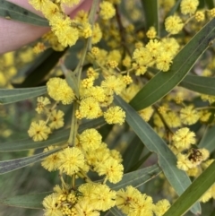 Acacia rubida at Aranda, ACT - 18 Aug 2022