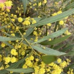 Acacia rubida at Aranda, ACT - 18 Aug 2022