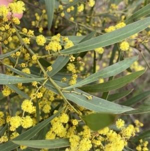 Acacia rubida at Aranda, ACT - 18 Aug 2022 09:27 AM