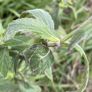 Verbena incompta at Aranda, ACT - 18 Aug 2022