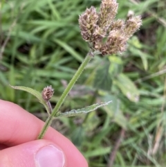 Verbena incompta at Aranda, ACT - 18 Aug 2022