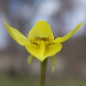 Diuris chryseopsis at Stromlo, ACT - 4 Sep 2022