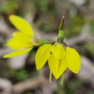 Diuris chryseopsis at Stromlo, ACT - suppressed